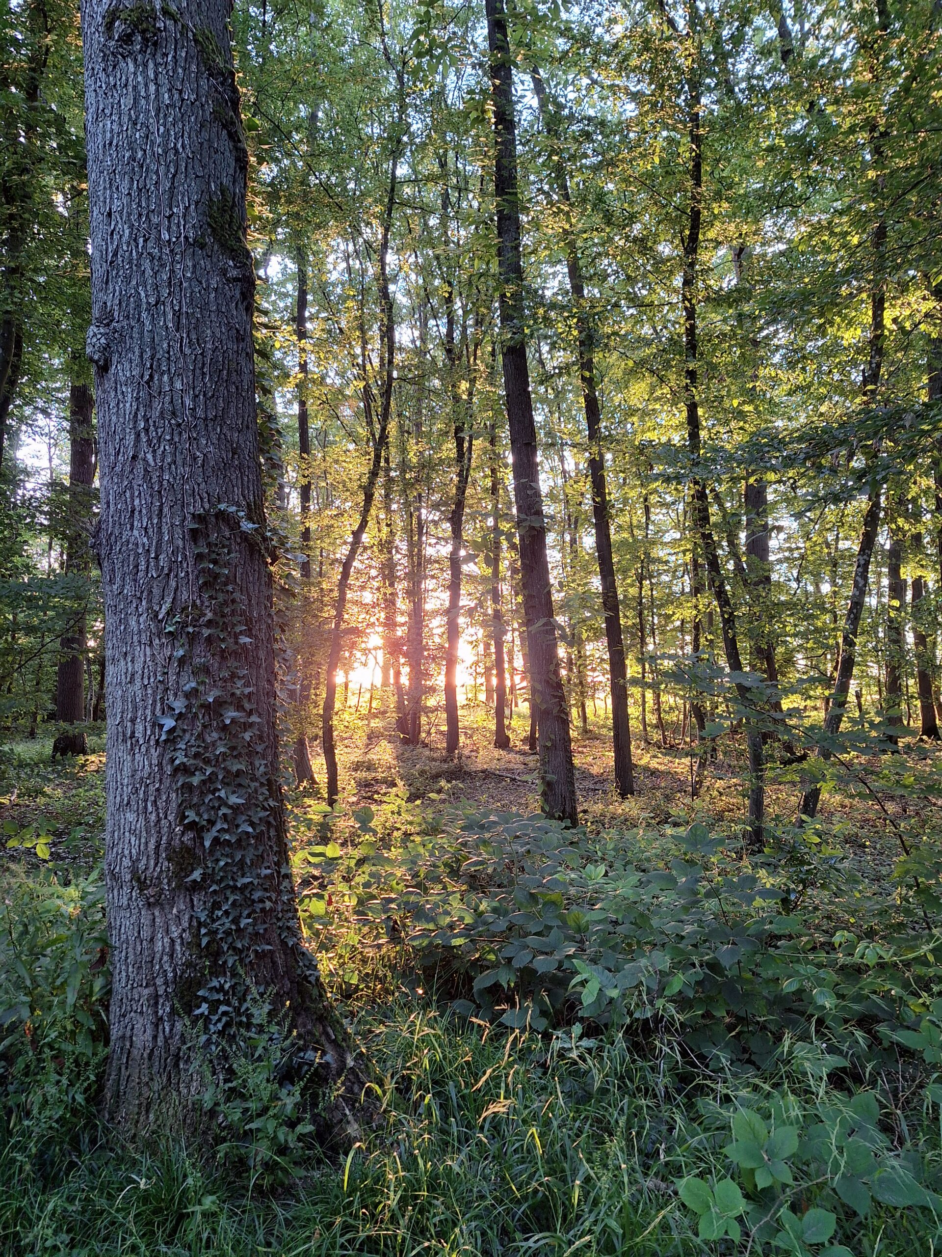 The Softness of a Feather